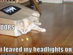 funny-picture-oops-headlights.jpg