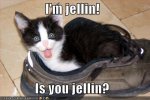 funny-pictures-shoe-jellin-cat.jpg