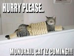 funny_cat_pictures_085.jpg